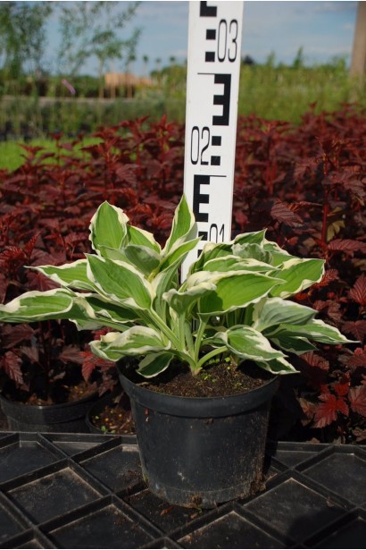 Хоста хвиляста Альбомаргіната - 3л/вис.10-15см/Ø25-35см